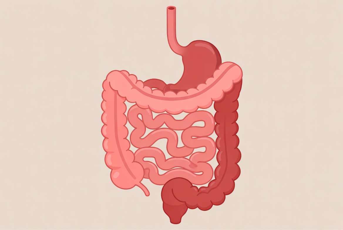Gastroenterology illustration